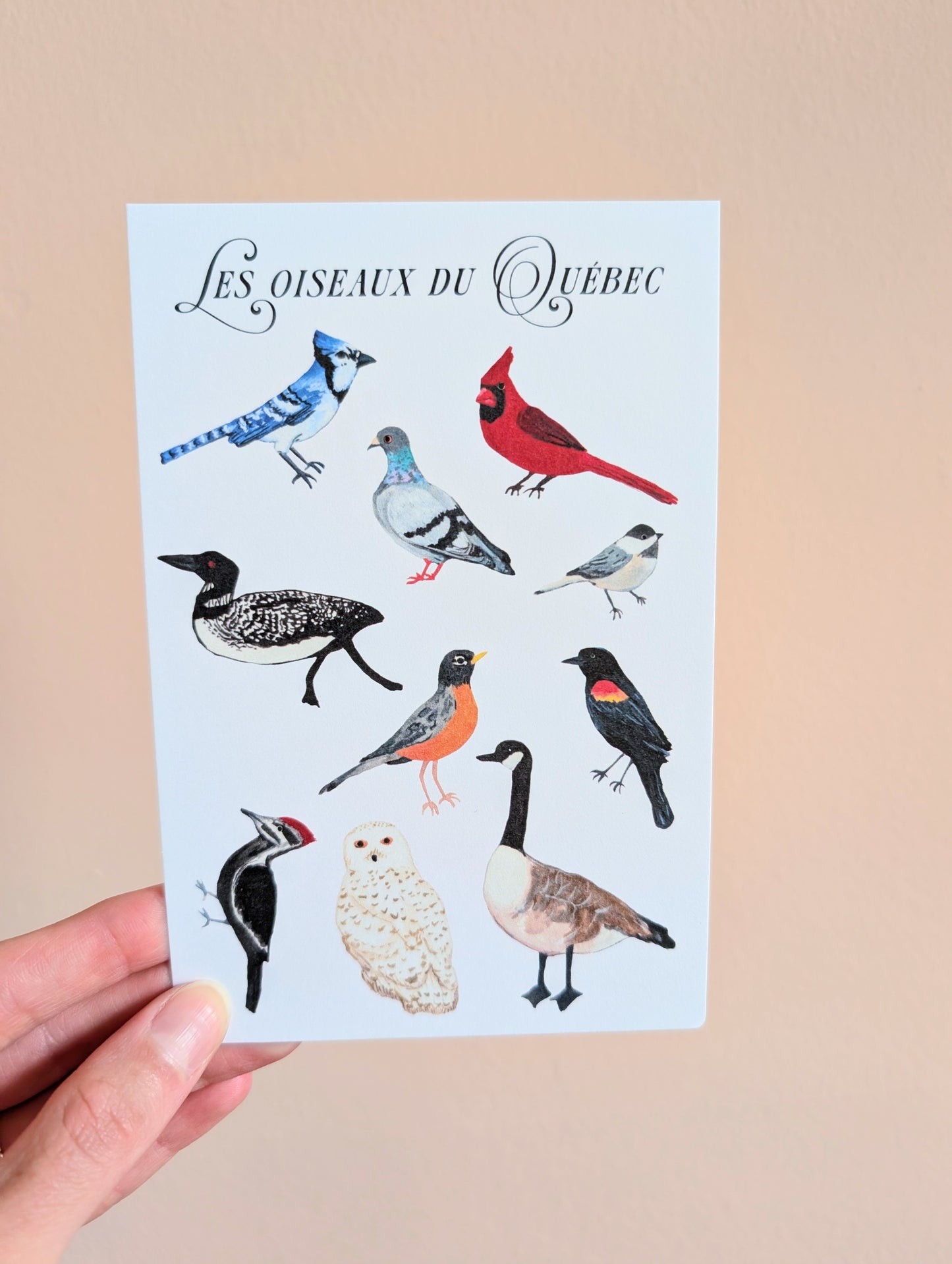 Postcard carte postale oiseaux Québec